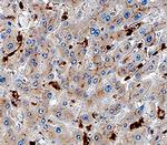 GPNMB Polyclonal Antibody