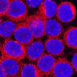 CCL3 Polyclonal Antibody