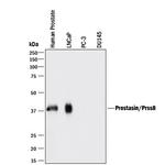 Prostasin Antibody in Western Blot (WB)