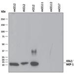 MCP-1 Polyclonal Antibody