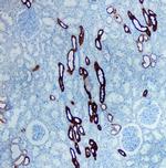 Uromodulin Polyclonal Antibody