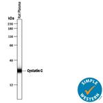Cystatin C Antibody in Western Blot (WB)