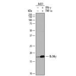 IL1F9 Polyclonal Antibody
