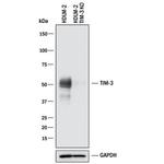 TIM3 Antibody in Western Blot (WB)