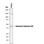 Iduronate 2 Sulfatase Polyclonal Antibody