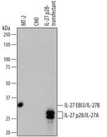 IL-27 Antibody in Western Blot (WB)