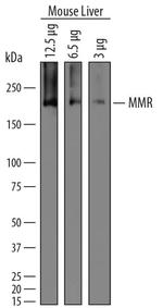 CD206 Antibody in Western Blot (WB)