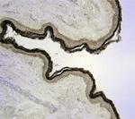 Kallikrein 7 Polyclonal Antibody