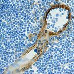 CCL21 Polyclonal Antibody