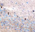 Leptin Polyclonal Antibody
