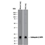 Cathepsin C Antibody in Western Blot (WB)