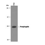 Epiregulin Polyclonal Antibody