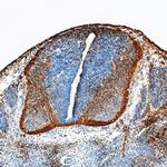 Neogenin Polyclonal Antibody