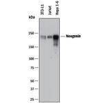 Neogenin Antibody in Western Blot (WB)
