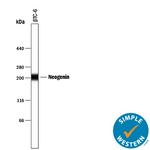 Neogenin Antibody in Western Blot (WB)