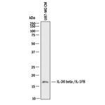 IL36B Polyclonal Antibody