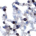 Cathepsin E Polyclonal Antibody