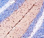 NTN4 Polyclonal Antibody