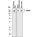 ICAM-5 Polyclonal Antibody