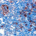 Cathepsin S Polyclonal Antibody