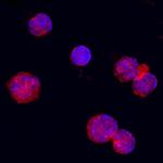 OX40L Polyclonal Antibody