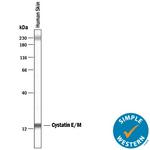 Cystatin M Polyclonal Antibody