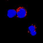 Granzyme H Polyclonal Antibody