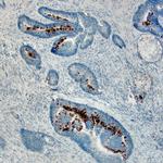 REG4 Polyclonal Antibody