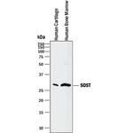 Sclerostin Polyclonal Antibody