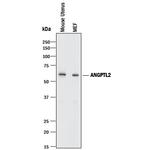 ANGPTL2 Antibody in Western Blot (WB)