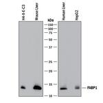 FABP1 Antibody in Western Blot (WB)
