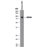 CRTAM Polyclonal Antibody
