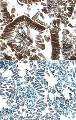 HGF Activator Polyclonal Antibody