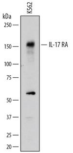 IL17RA Polyclonal Antibody