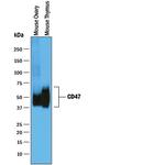 CD47 Antibody in Western Blot (WB)