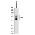 CD47 Antibody in Western Blot (WB)