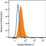 BCMA Polyclonal Antibody
