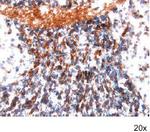 FZD4 Polyclonal Antibody