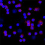CD16 Polyclonal Antibody