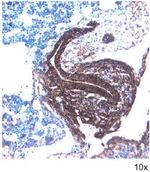 FZD7 Polyclonal Antibody