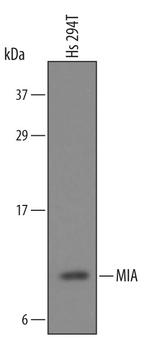MIA Antibody in Western Blot (WB)