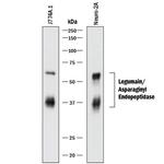 LGMN Polyclonal Antibody