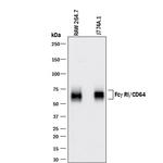 CD64 Polyclonal Antibody