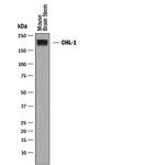 CHL1 Antibody in Western Blot (WB)