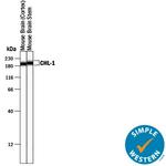 CHL1 Polyclonal Antibody