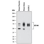 B7-H4 Polyclonal Antibody