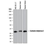 Carbonic Anhydrase I Polyclonal Antibody