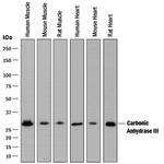 Carbonic Anhydrase III Polyclonal Antibody