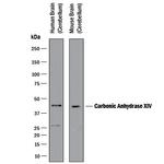 Carbonic Anhydrase XIV Polyclonal Antibody