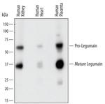 LGMN Polyclonal Antibody